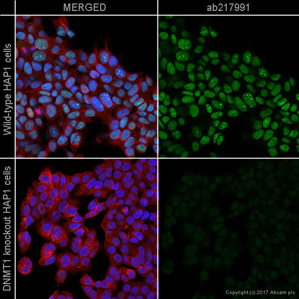 Immunocytochemistry/ Immunofluorescence - Alexa Fluor® 488 Anti-Dnmt1 antibody [EPR18453] (AB217991)