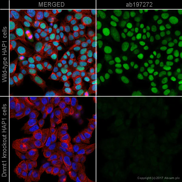 Immunocytochemistry/ Immunofluorescence - Alexa Fluor® 488 Anti-Dnmt1 antibody [EPR3521(2)] (AB197272)