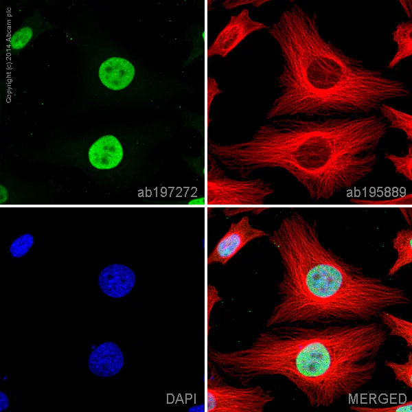 Immunocytochemistry/ Immunofluorescence - Alexa Fluor® 488 Anti-Dnmt1 antibody [EPR3521(2)] (AB197272)