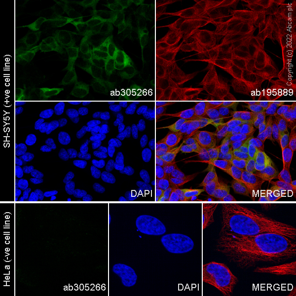 Immunocytochemistry/ Immunofluorescence - Alexa Fluor® 488 Anti-Doublecortin antibody [EPR19997] (AB305266), expandable thumbnail