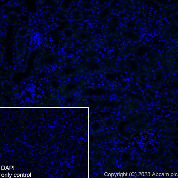 Immunohistochemistry (Frozen sections) - Alexa Fluor® 488 Anti-EAAT2 antibody [EPR19798] (AB313818), expandable thumbnail