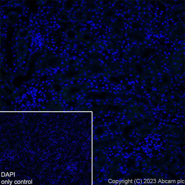 Immunohistochemistry (Frozen sections) - Alexa Fluor® 488 Anti-EAAT2 antibody [EPR19798] (AB313818)