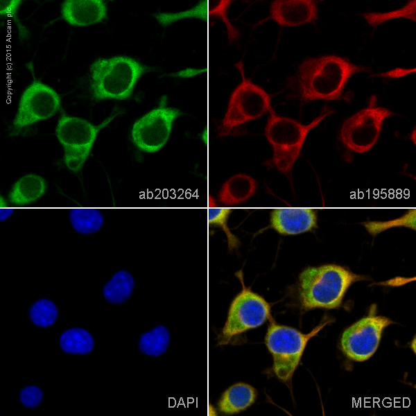 Immunocytochemistry/ Immunofluorescence - Alexa Fluor® 488 Anti-EB3 antibody [EPR11421(B)] (AB203264)