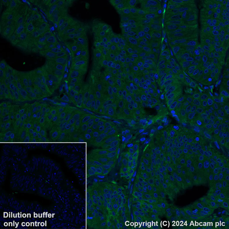 Immunohistochemistry (Formalin/PFA-fixed paraffin-embedded sections) - Alexa Fluor® 488 Anti-EBI3 antibody [EPR23372-282] (AB318239)