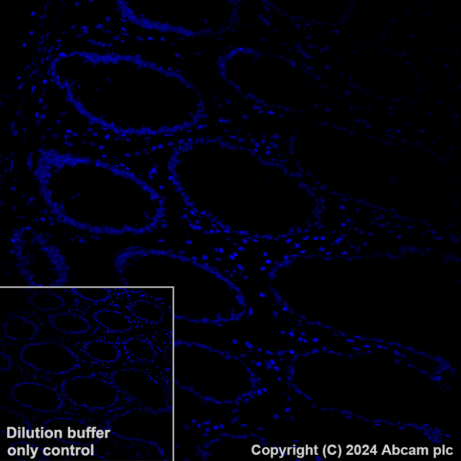 Immunohistochemistry (Formalin/PFA-fixed paraffin-embedded sections) - Alexa Fluor® 488 Anti-EBI3 antibody [EPR23372-282] (AB318239), expandable thumbnail