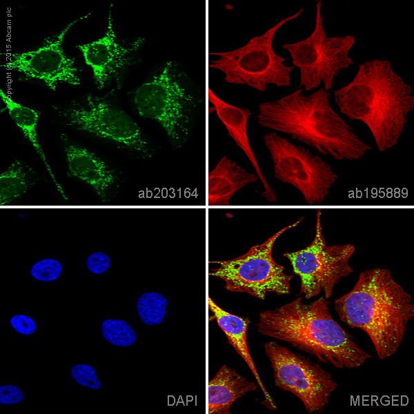Immunocytochemistry/ Immunofluorescence - Alexa Fluor® 488 Anti-EDIL3/DEL1 antibody [EPR12451] (AB203164)
