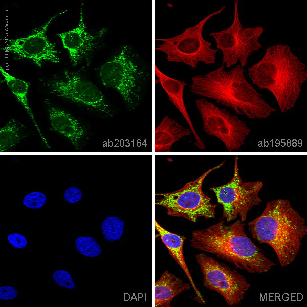 Immunocytochemistry/ Immunofluorescence - Alexa Fluor® 488 Anti-EDIL3/DEL1 antibody [EPR12451] (AB203164)