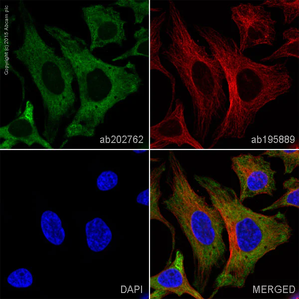Immunocytochemistry/ Immunofluorescence - Alexa Fluor® 488 Anti-eEF1A1/EF-Tu + eEF1A1 + EE1AL3/EEF1A1P5 antibody [EPR9470] (AB202762)