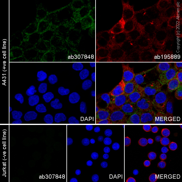 Immunocytochemistry/ Immunofluorescence - Alexa Fluor® 488 Anti-EGFR antibody [E234] (AB307848), expandable thumbnail