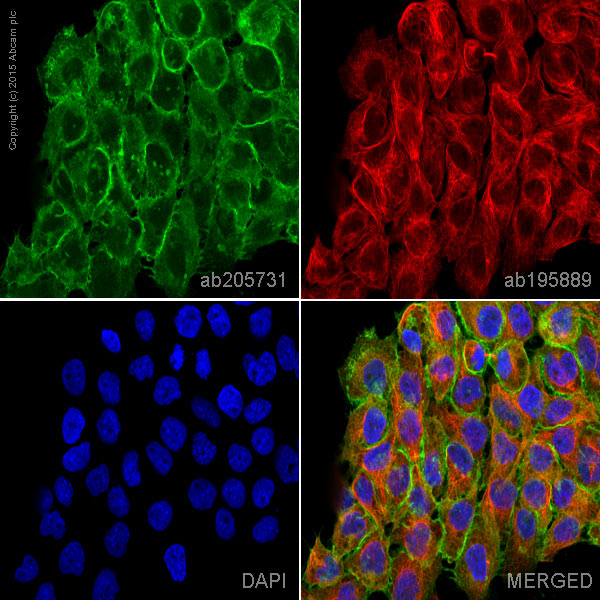 Immunocytochemistry/ Immunofluorescence - Alexa Fluor® 488 Anti-EGFR antibody [E235] (AB205731)