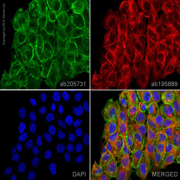 Immunocytochemistry/ Immunofluorescence - Alexa Fluor® 488 Anti-EGFR antibody [E235] (AB205731)