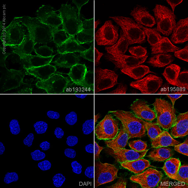 Immunocytochemistry/ Immunofluorescence - Alexa Fluor® 488 Anti-EGFR antibody [EP38Y] (AB193244), expandable thumbnail