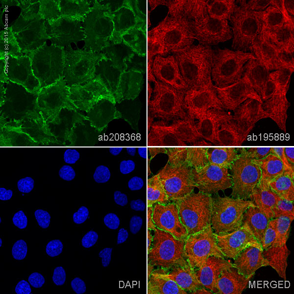 Immunocytochemistry/ Immunofluorescence - Alexa Fluor® 488 Anti-EGFR antibody [EPR39Y] (AB208368), expandable thumbnail