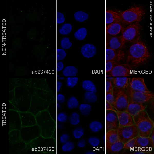 Immunocytochemistry/ Immunofluorescence - Alexa Fluor® 488 Anti-EGFR (phospho Y1068) antibody [Y38] (AB237420)