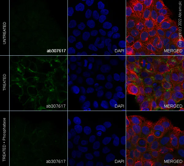 Immunocytochemistry/ Immunofluorescence - Alexa Fluor® 488 Anti-EGFR (phospho Y845) antibody [EPR2149Y] (AB307617)