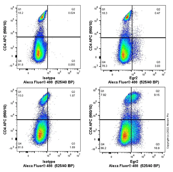 Flow Cytometry (Intracellular) - Alexa Fluor® 488 Anti-EGR2 antibody [EPR23228-40] (AB282169)