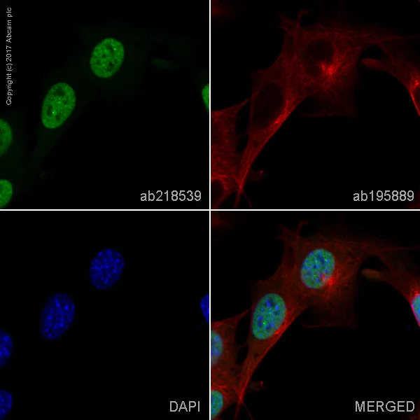 Immunocytochemistry/ Immunofluorescence - Alexa Fluor® 488 Anti-EHMT2/G9A antibody [EPR18894] (AB218359)