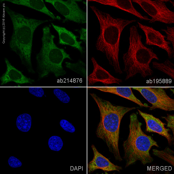 Immunocytochemistry/ Immunofluorescence - Alexa Fluor® 488 Anti-eIF2A antibody [EPR11042] (AB214876), expandable thumbnail
