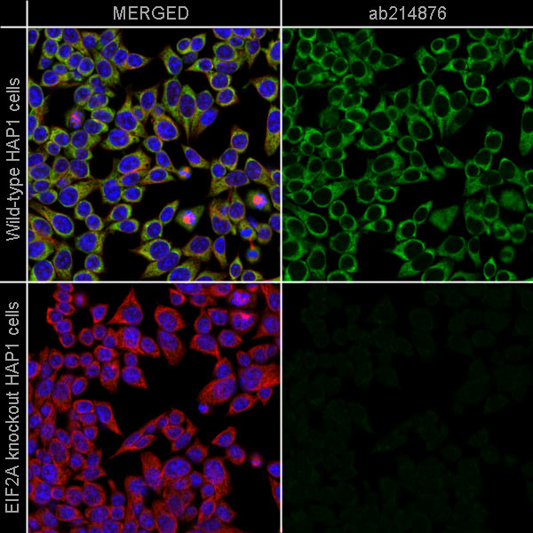 Immunocytochemistry/ Immunofluorescence - Alexa Fluor® 488 Anti-eIF2A antibody [EPR11042] (AB214876), expandable thumbnail