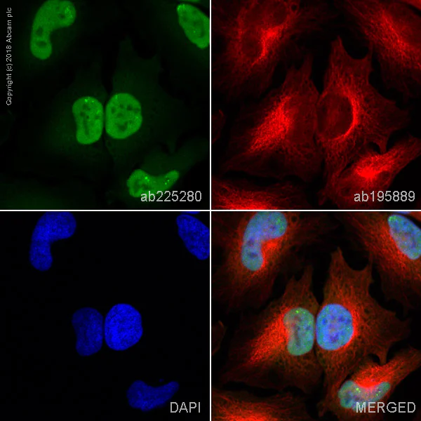 Immunocytochemistry/ Immunofluorescence - Alexa Fluor® 488 Anti-eIF4A3 antibody [EPR14301(B)] (AB225280)