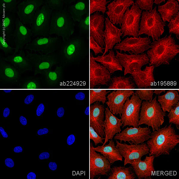 Immunocytochemistry/ Immunofluorescence - Alexa Fluor® 488 Anti-ELK1 antibody [E277] (AB224929)
