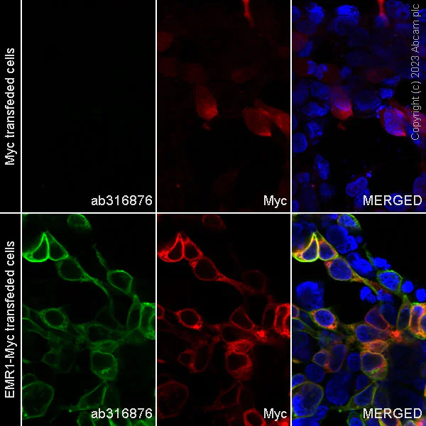Immunocytochemistry/ Immunofluorescence - Alexa Fluor® 488 Anti-EMR1/ADGRE1 (F4/80) antibody [EPR23225-94] (AB316876)