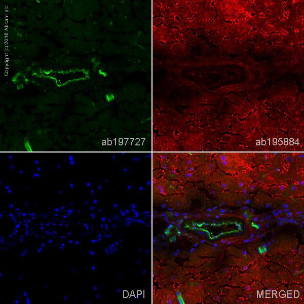 Immunohistochemistry (Frozen sections) - Alexa Fluor® 488 Anti-Endothelial Cell antibody [RECA-1] (AB197727), expandable thumbnail