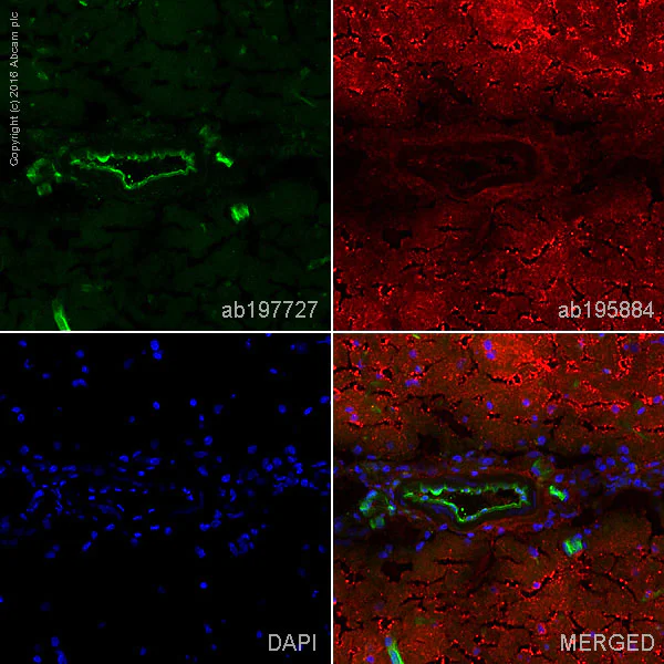 Immunohistochemistry (Frozen sections) - Alexa Fluor® 488 Anti-Endothelial Cell antibody [RECA-1] (AB197727)
