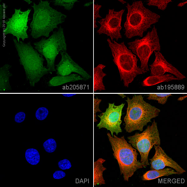 Immunocytochemistry/ Immunofluorescence - Alexa Fluor® 488 Anti-ENO1 + ENO2 + ENO3 antibody [EPR10863(B)] (AB205871)