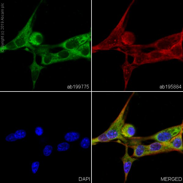 Immunocytochemistry/ Immunofluorescence - Alexa Fluor® 488 Anti-ENO1 + ENO2 + ENO3 antibody [EPR3377] - Neuronal Marker (AB199775), expandable thumbnail