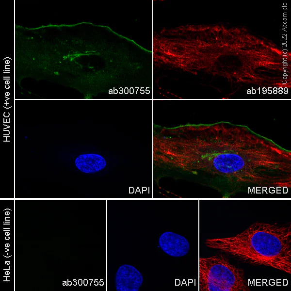Immunocytochemistry/ Immunofluorescence - Alexa Fluor® 488 Anti-eNOS antibody [EPR23750-3] (AB300755)