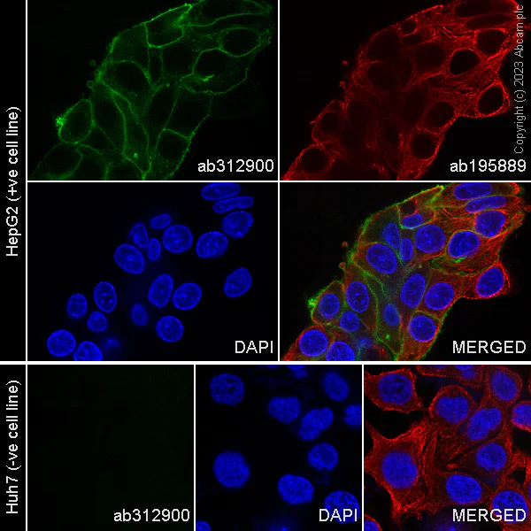 Immunocytochemistry/ Immunofluorescence - Alexa Fluor® 488 Anti-ENPP1/PC1 antibody [EPR22262-22] (AB312900)