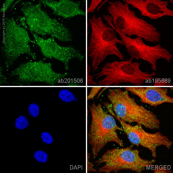 Immunocytochemistry/ Immunofluorescence - Alexa Fluor® 488 Anti-Epac1 antibody [EPR1672] (AB201506)
