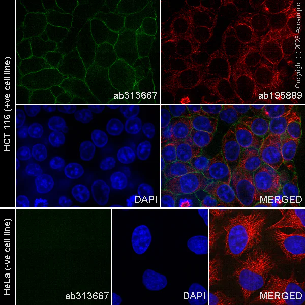 Immunocytochemistry/ Immunofluorescence - Alexa Fluor® 488 Anti-EpCAM antibody [EPR20532-222] (AB313667)