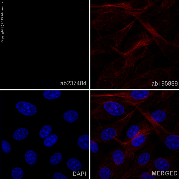 Immunocytochemistry/ Immunofluorescence - Alexa Fluor® 488 Anti-EpCAM antibody [EPR20533-63] (AB237384)