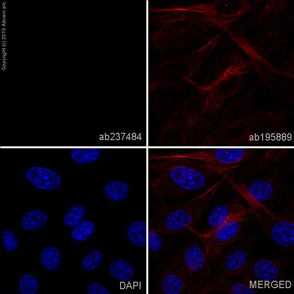 Immunocytochemistry/ Immunofluorescence - Alexa Fluor® 488 Anti-EpCAM antibody [EPR20533-63] (AB237384)