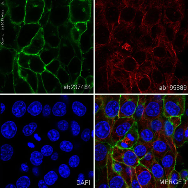 Immunocytochemistry/ Immunofluorescence - Alexa Fluor® 488 Anti-EpCAM antibody [EPR20533-63] (AB237384)
