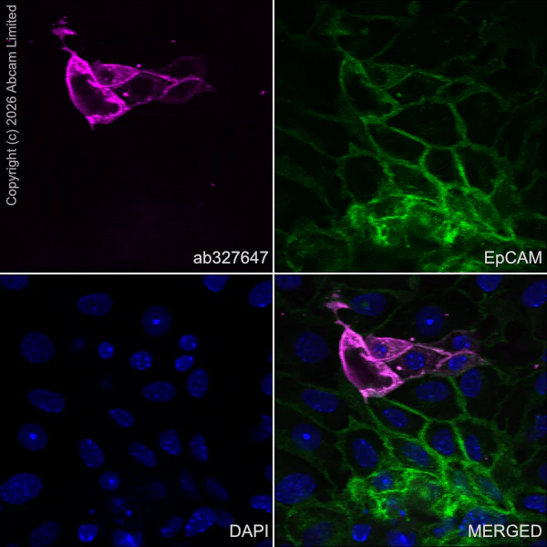 Immunocytochemistry/ Immunofluorescence - Alexa Fluor® 488 Anti-EpCAM antibody [EPR20533-63] (AB237384)