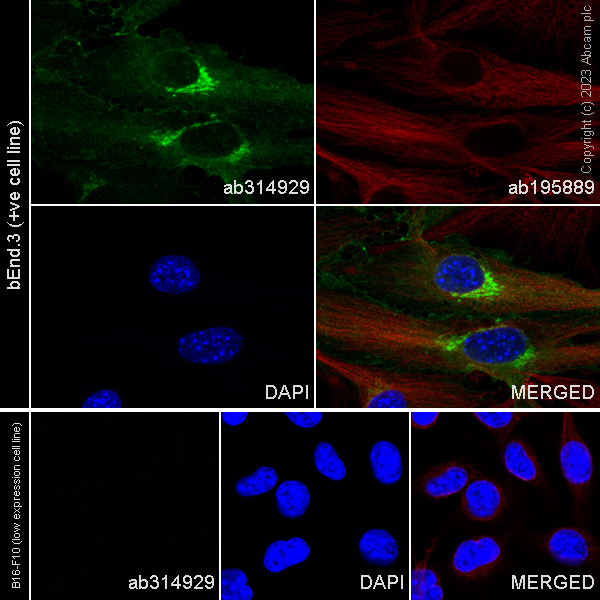 Immunocytochemistry/ Immunofluorescence - Alexa Fluor® 488 Anti-EPCR/CD201 antibody [EPR26267-19] (AB314929), expandable thumbnail