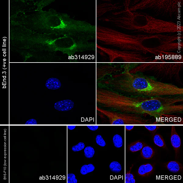 Immunocytochemistry/ Immunofluorescence - Alexa Fluor® 488 Anti-EPCR/CD201 antibody [EPR26267-19] (AB314929)
