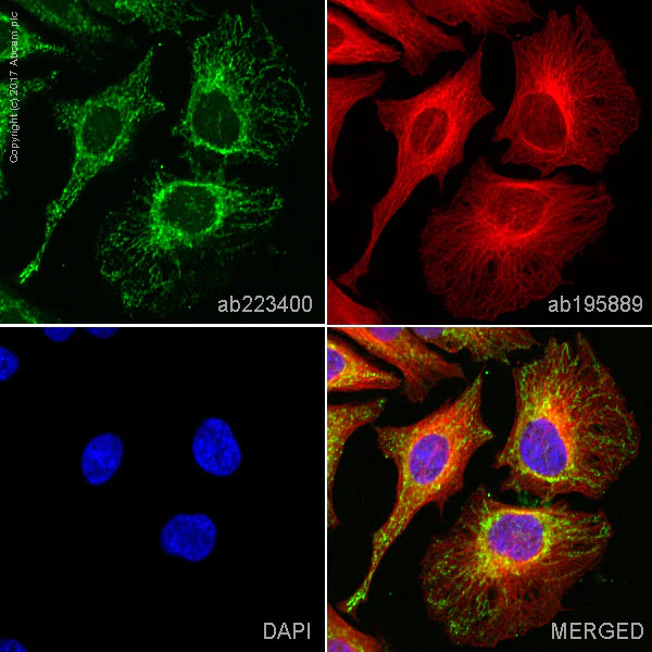 Immunocytochemistry/ Immunofluorescence - Alexa Fluor® 488 Anti-EPF antibody [EPR4476] (AB223400)
