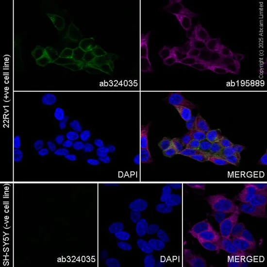 Immunocytochemistry/ Immunofluorescence - Alexa Fluor® 488 Anti-Eph receptor A3 antibody [EPR28389-83] (AB324035)