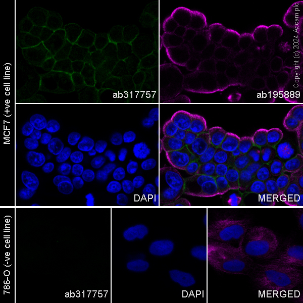 Immunocytochemistry/ Immunofluorescence - Alexa Fluor® 488 Anti-Eph receptor B4/HTK antibody [EPR23222-2] (AB317757), expandable thumbnail