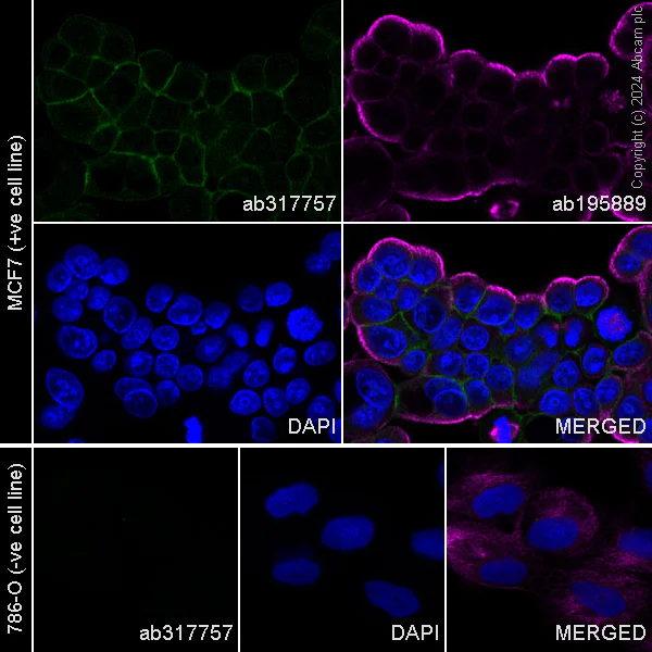 Immunocytochemistry/ Immunofluorescence - Alexa Fluor® 488 Anti-Eph receptor B4/HTK antibody [EPR23222-2] (AB317757)
