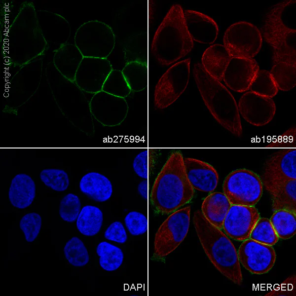 Immunocytochemistry/ Immunofluorescence - Alexa Fluor® 488 Anti-ErbB2 / HER2 antibody [EP1045Y] (AB275994)