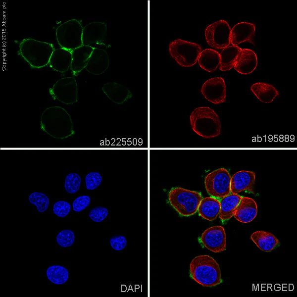 Immunocytochemistry/ Immunofluorescence - Alexa Fluor® 488 Anti-ErbB2 / HER2 antibody [EPR19547-12] (AB225509)