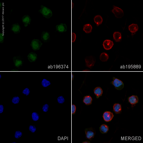 Immunocytochemistry/ Immunofluorescence - Alexa Fluor® 488 Anti-ERG antibody [EPR3864] (AB196374), expandable thumbnail