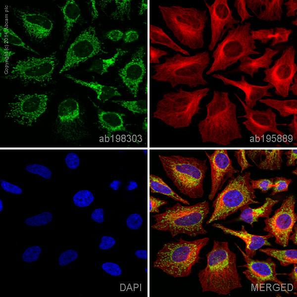Immunocytochemistry/ Immunofluorescence - Alexa Fluor® 488 Anti-ETFA antibody [2B11AE8] (AB198303), expandable thumbnail