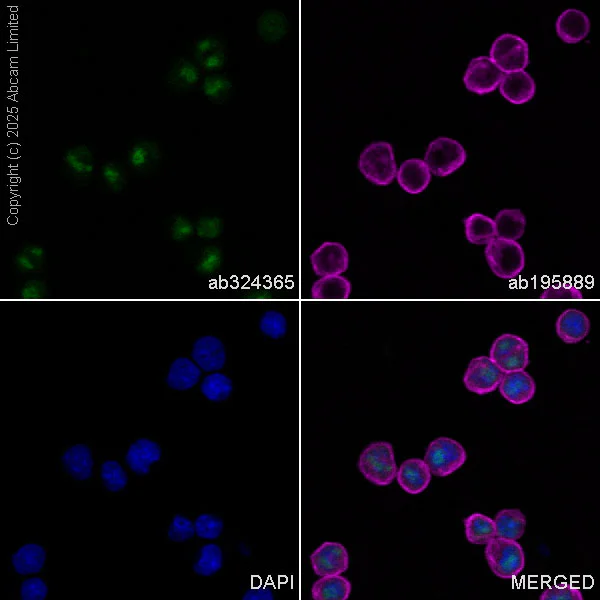 Immunocytochemistry/ Immunofluorescence - Alexa Fluor® 488 Anti-EXOSC10/RRP6 antibody [EPR28902-62] (AB324365)