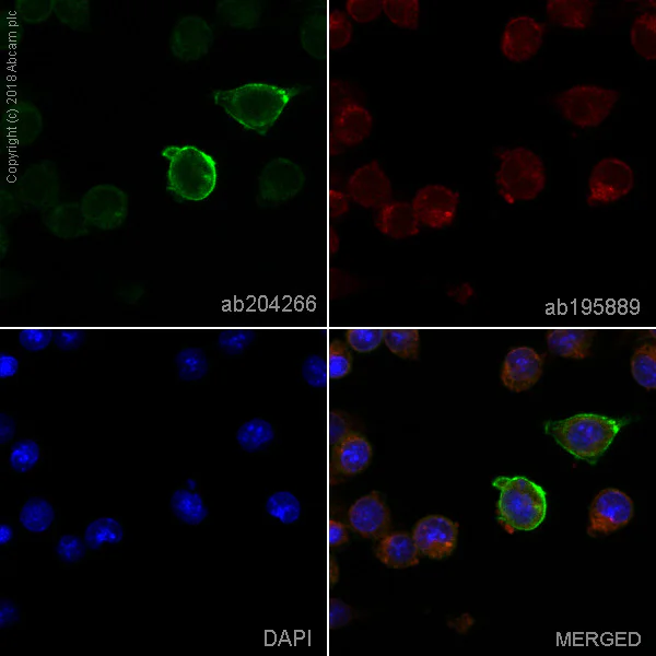 Immunocytochemistry/ Immunofluorescence - Alexa Fluor® 488 Anti-F4/80 antibody [F4/80] (AB204266)
